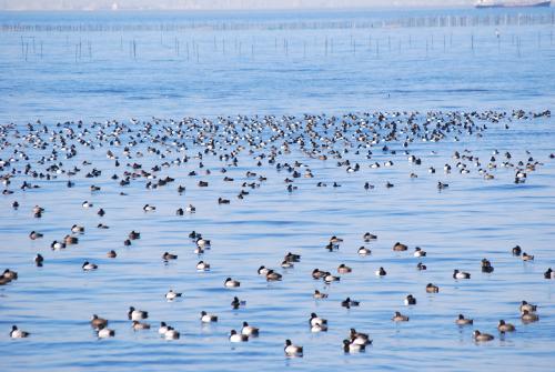 海辺に集うマガモ集団