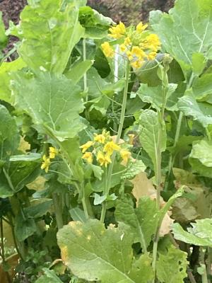 袖ケ浦公園のおさんぽ