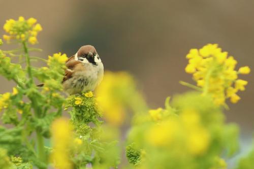 昼間もドイツ村