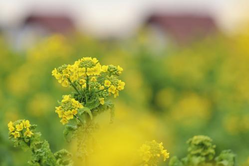 昼間もドイツ村