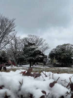 久しぶりの雪