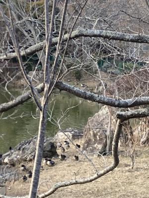袖ケ浦公園のおさんぽ