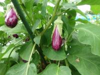 ナス（ゼブラ）