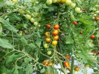 ミニトマト（ほれまる）