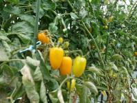 ミニトマト（橙フラガール）