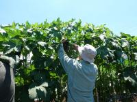 オクラ(レディフィンガー)