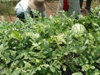 菌ちゃん農法のスイカ(縞王)