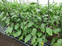 ポリベルによる補強（なす）