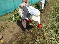 鎌でつるを切る
