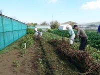 畝のわきへ寄せる