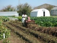 つる刈り機で処理