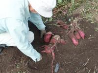 サツマイモの収穫