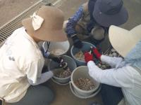 にんにくの種取り分け