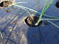 玉ねぎの定植を拡大