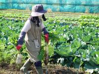 大根　小太りくんと試験栽培品種