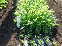 みぶ菜（京錦）