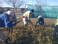 スコップを使っている落花生の収穫