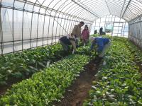 ハウス内は野菜でいっぱい