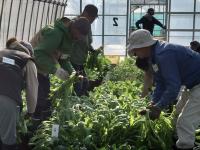 ハウス内の収穫