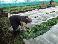 寒冷紗の掛けてあるキャベツの収穫