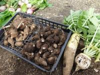 収穫した大根やサトイモ