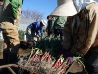 ねぎ（赤ネギクィーン）