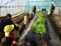 菌ちゃん農法ハウス