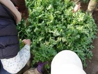 春菊（さとゆたか）