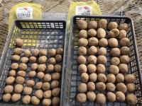 きたあかり種イモ