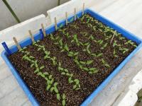 発芽したトマト