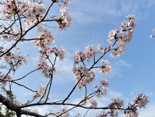 袖ケ浦公園花見散歩