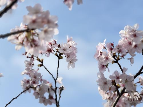袖ケ浦公園花見散歩