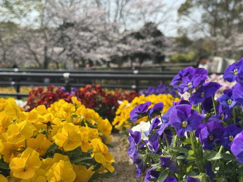 袖ケ浦公園花見散歩
