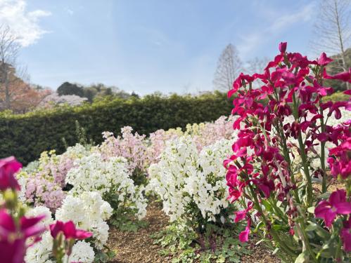 袖ケ浦公園花見散歩
