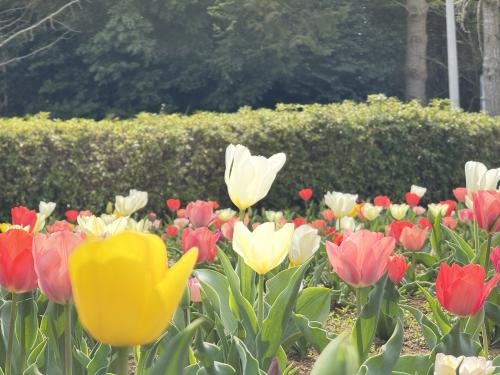 袖ケ浦公園花見散歩