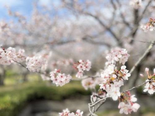 袖ケ浦公園花見散歩