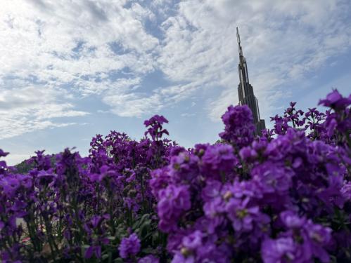 袖ケ浦公園花見散歩