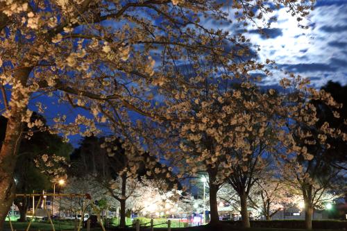 夜桜