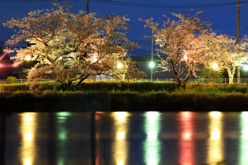 夜桜