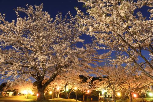 夜桜