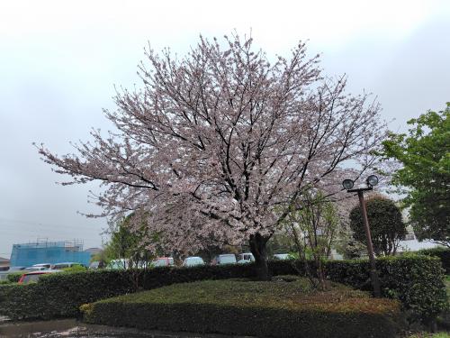 桜