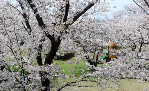 桜の季節