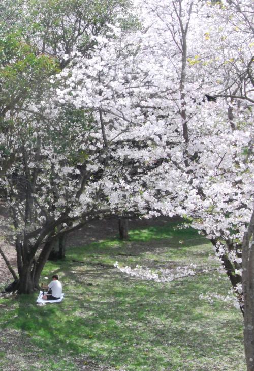 桜の季節