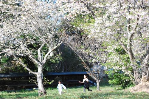 桜の季節