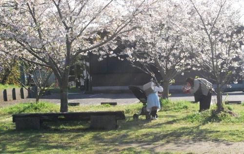 桜の季節