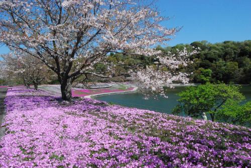 東京ドイツ村の春
