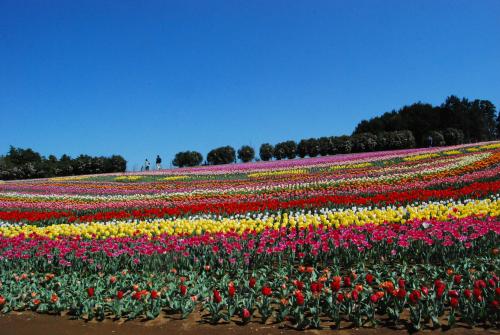 東京ドイツ村の春