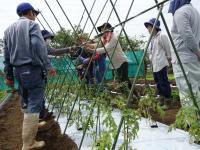 トマトの支柱建て2