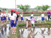田植えの様子