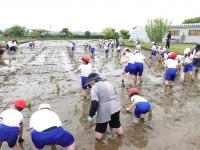 田植えの様子